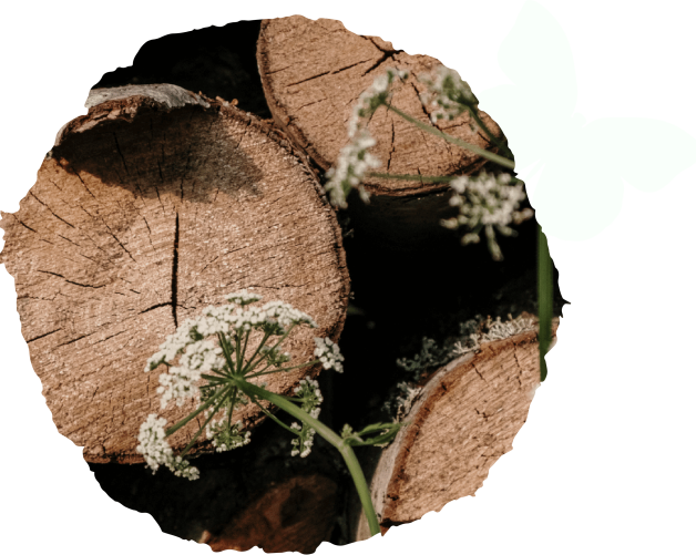 Corteccia e farfalla